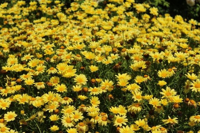 Argyranthemum Golden Butterfly 3jpg